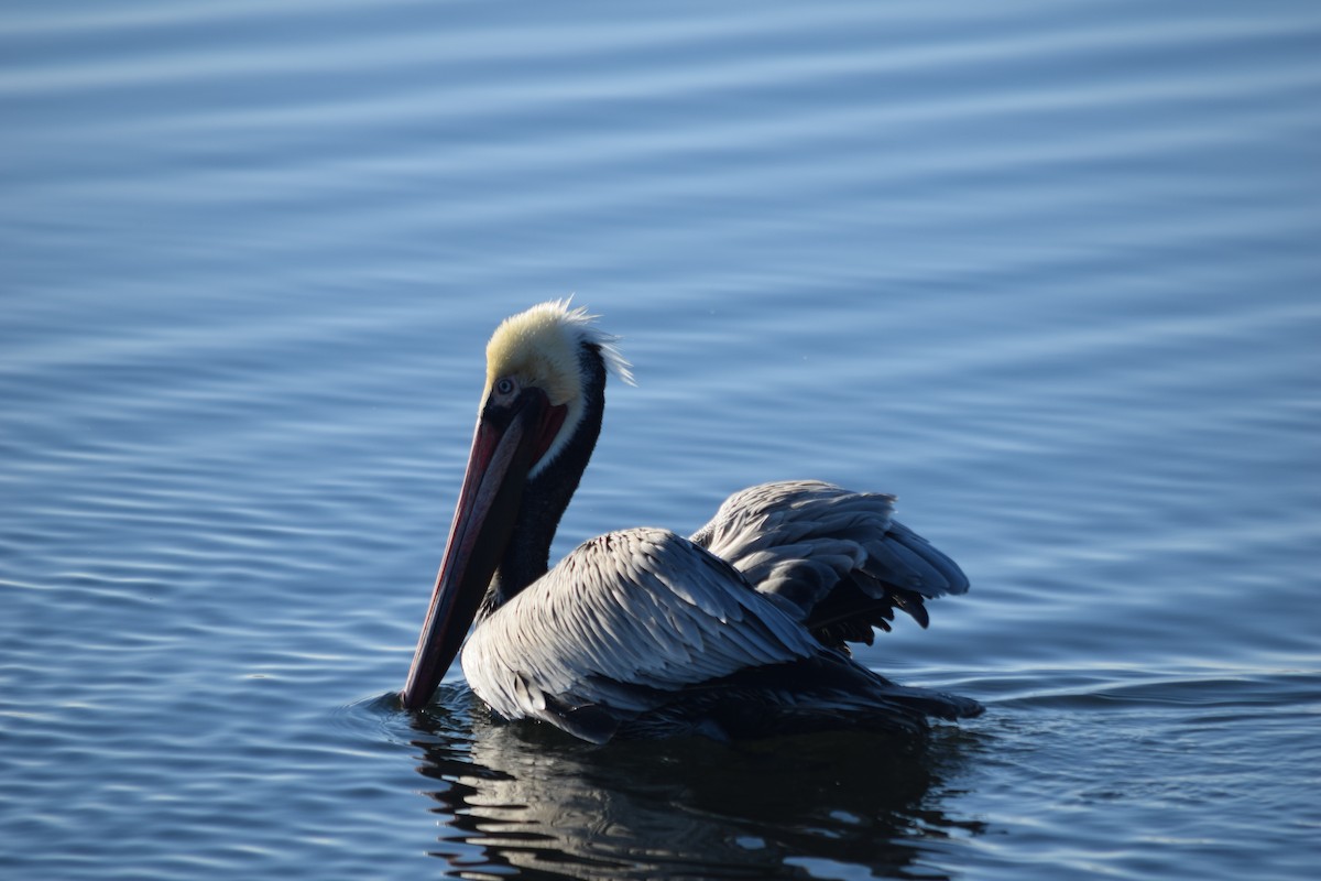 カッショクペリカン - ML647649444