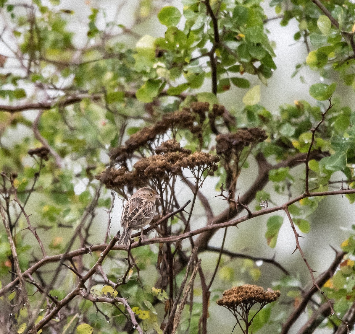 イナゴヒメドリ - ML647649446