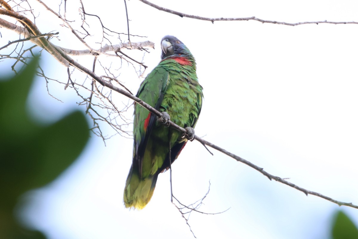 アカノドボウシインコ - ML647649447