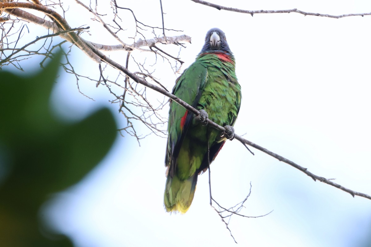 アカノドボウシインコ - ML647649448