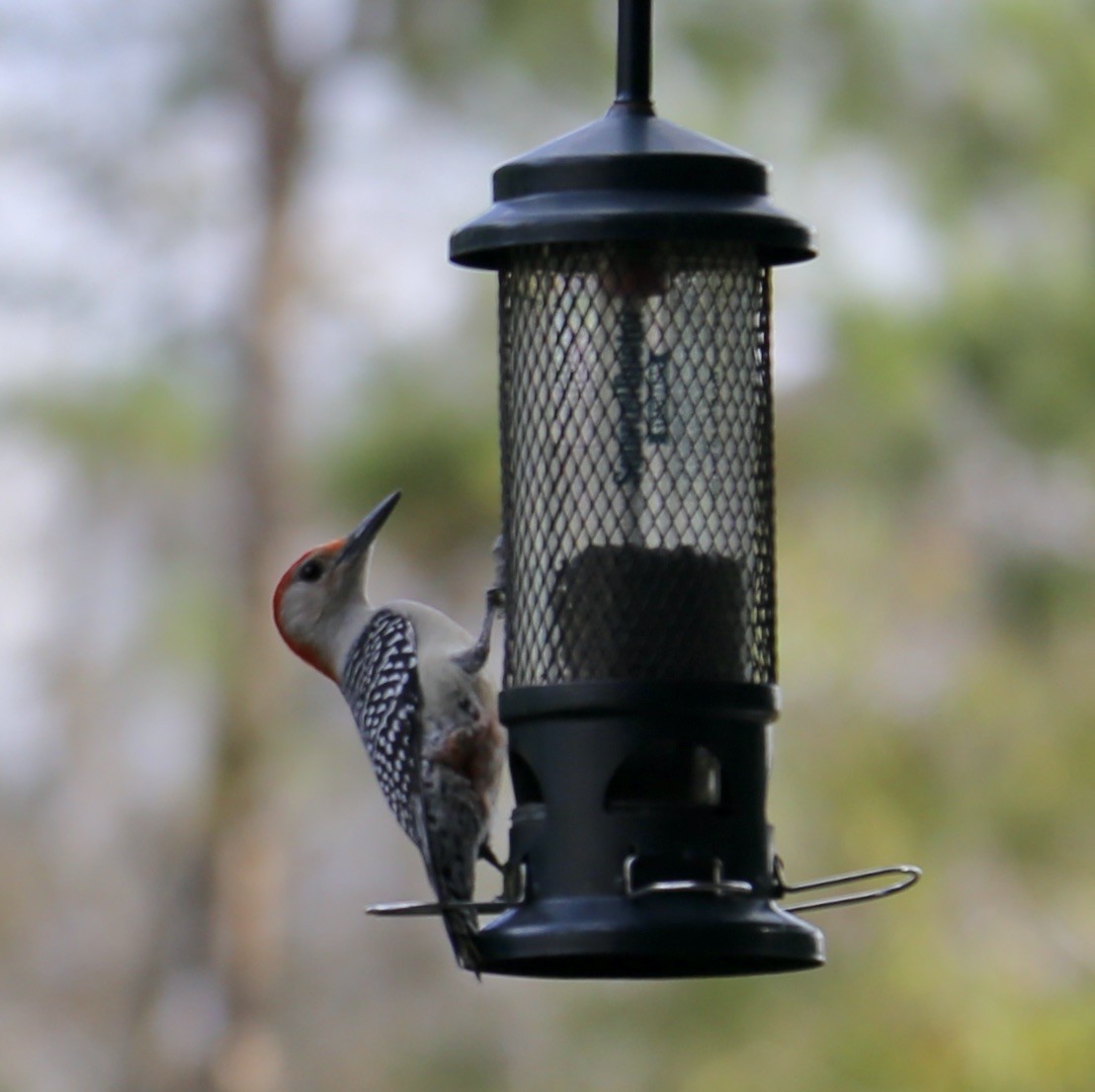 シマセゲラ - ML647649449