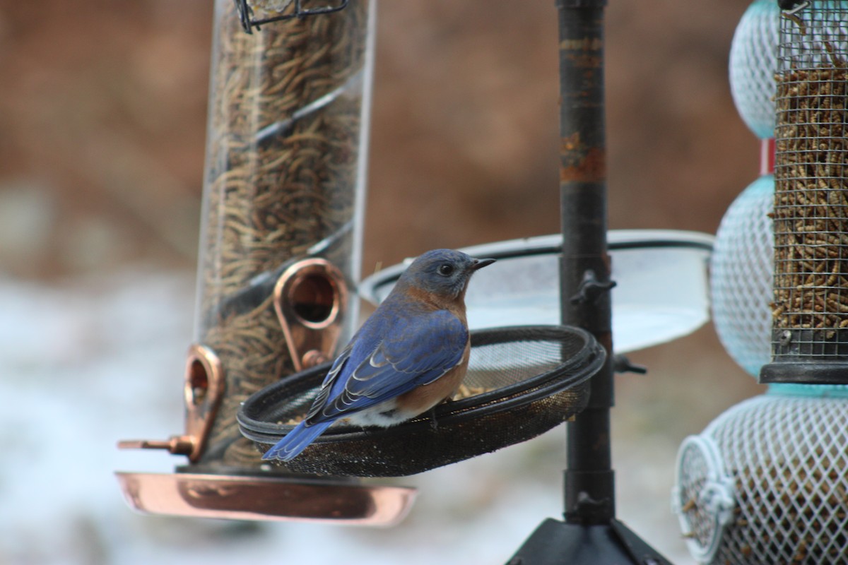 ルリツグミ - ML647649450