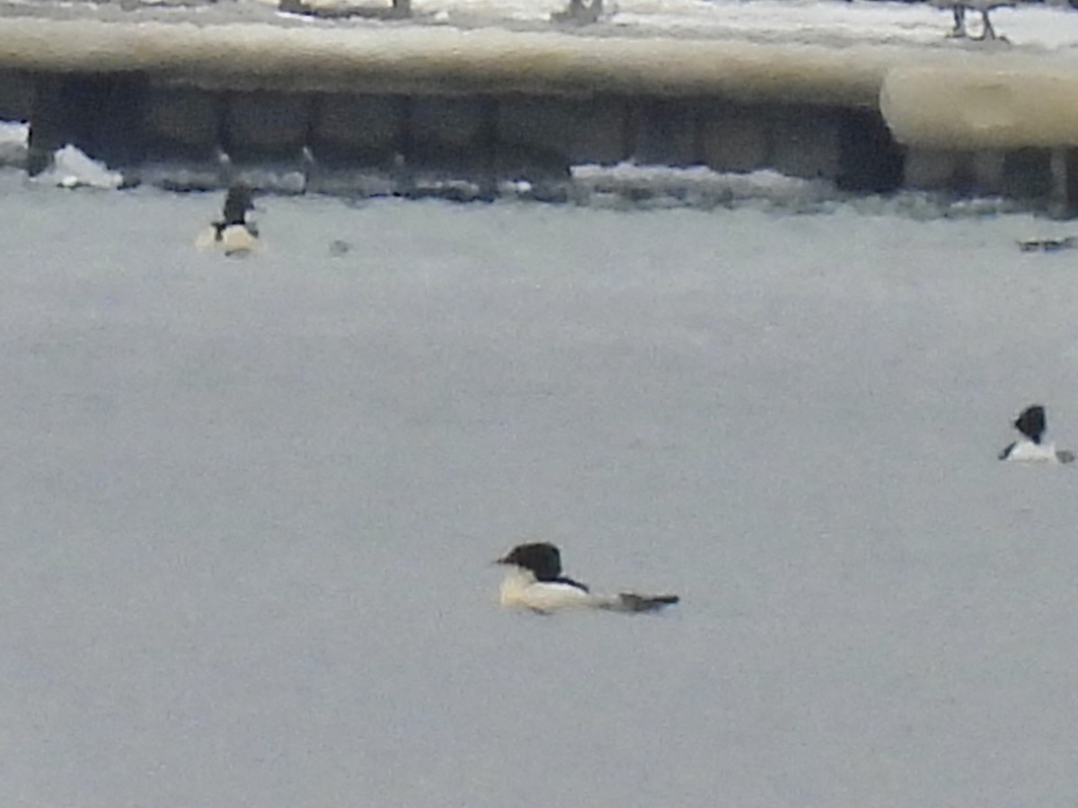 カワアイサ - ML647649451