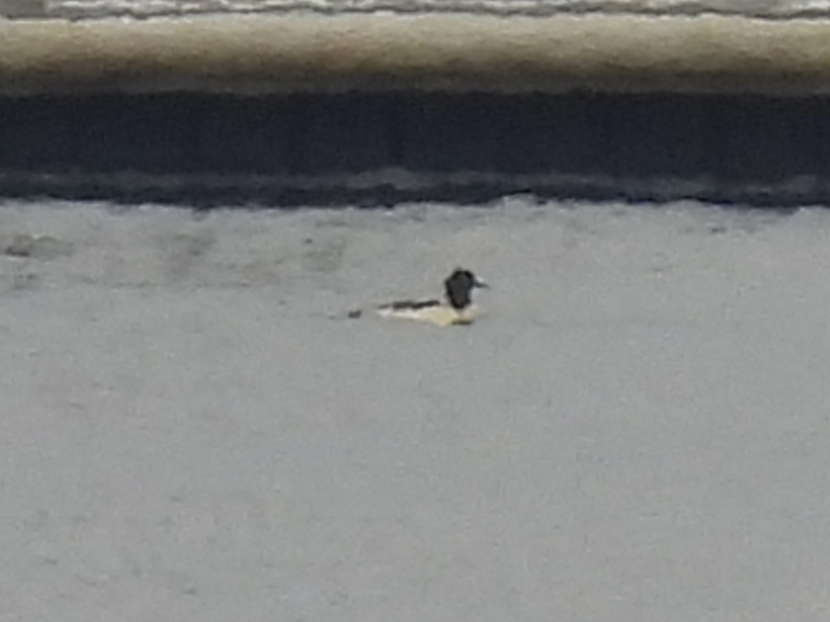 カワアイサ - ML647649452