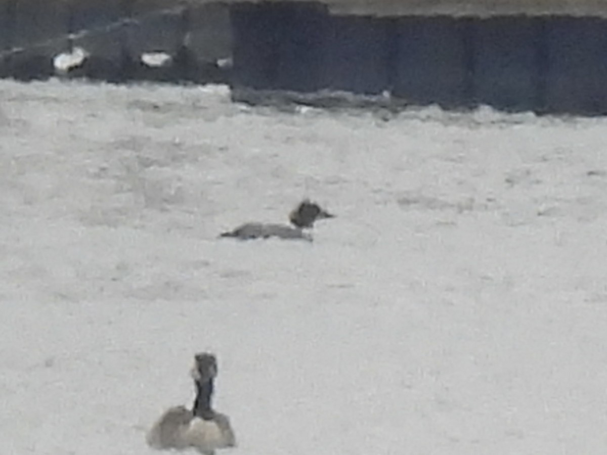 カワアイサ - ML647649454