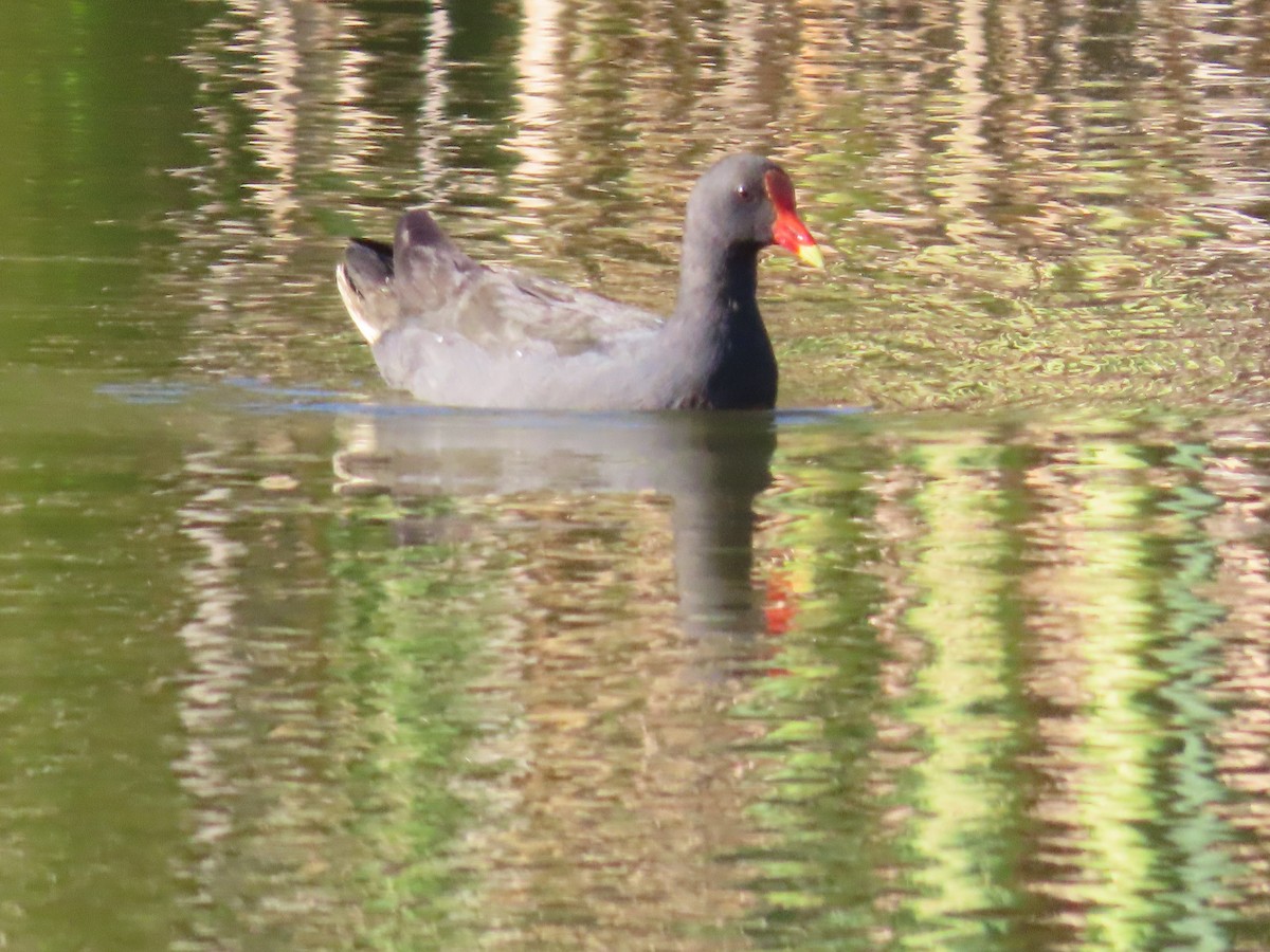 ネッタイバン - ML647649456