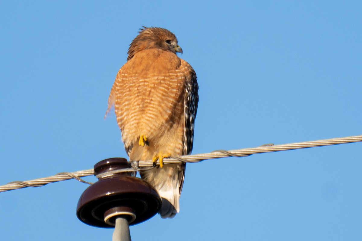 カタアカノスリ - ML647649458