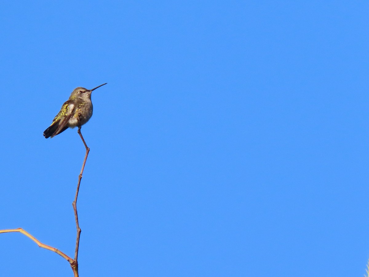 アンナハチドリ - ML647649459