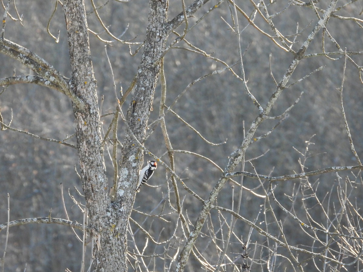 セジロコゲラ - ML647649460