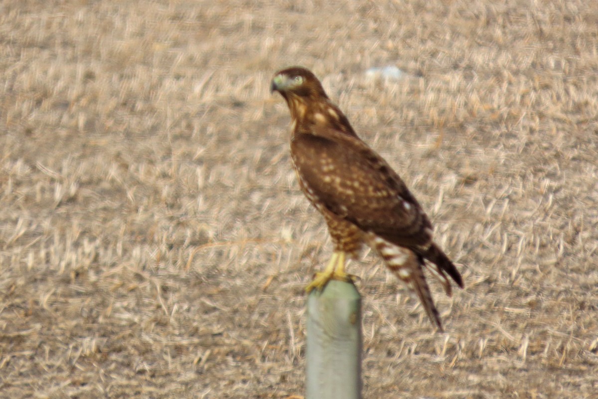 アカオノスリ - ML647649461