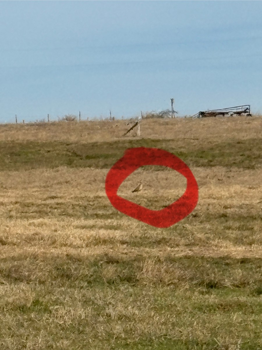 Кульон американський - ML647649464