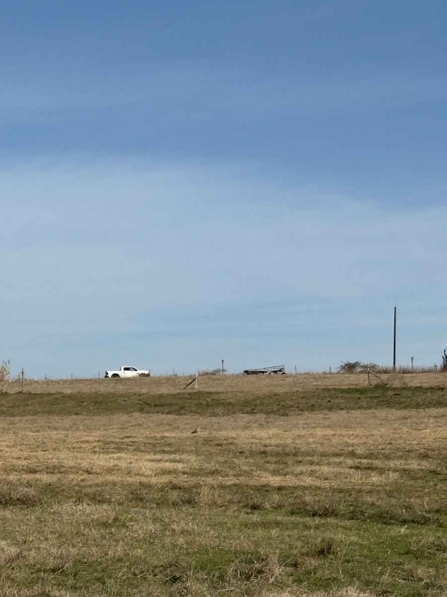 Кульон американський - ML647649465