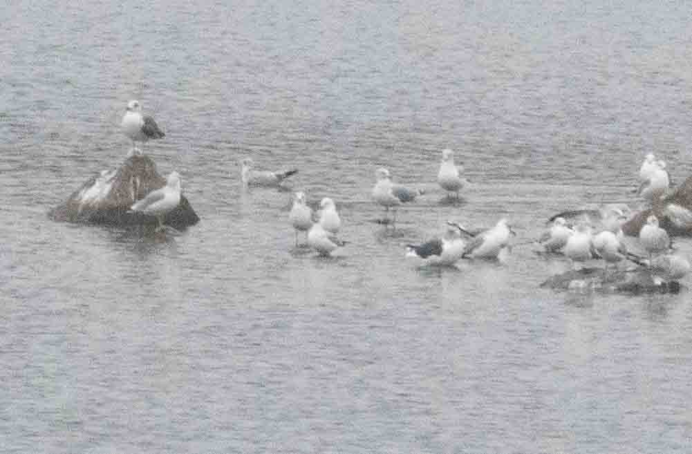 鷗亞科 - ML647649474