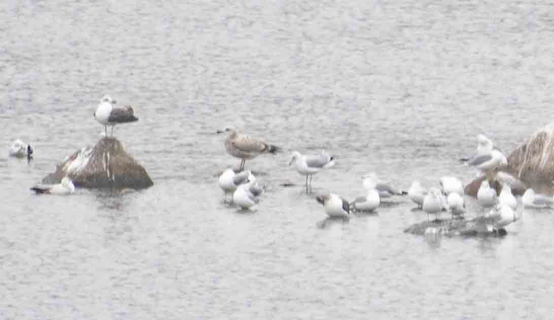 鷗亞科 - ML647649475