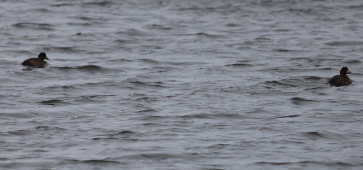 Морская чернеть - ML647649483