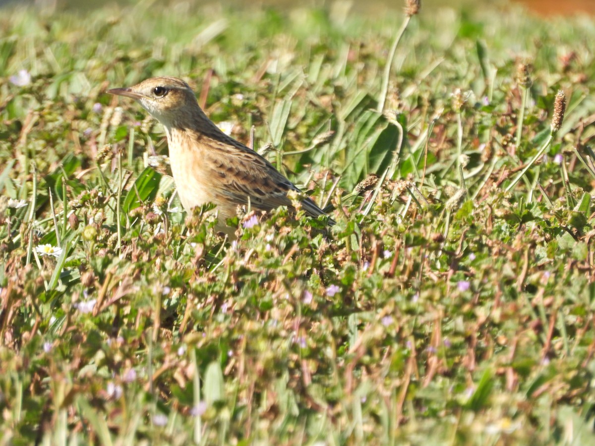 Australian Pipit - ML647649485