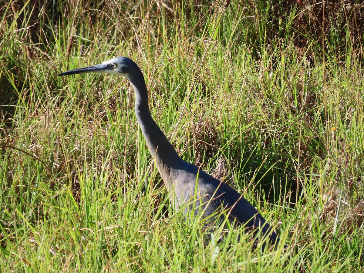 White-faced Heron - ML647649496