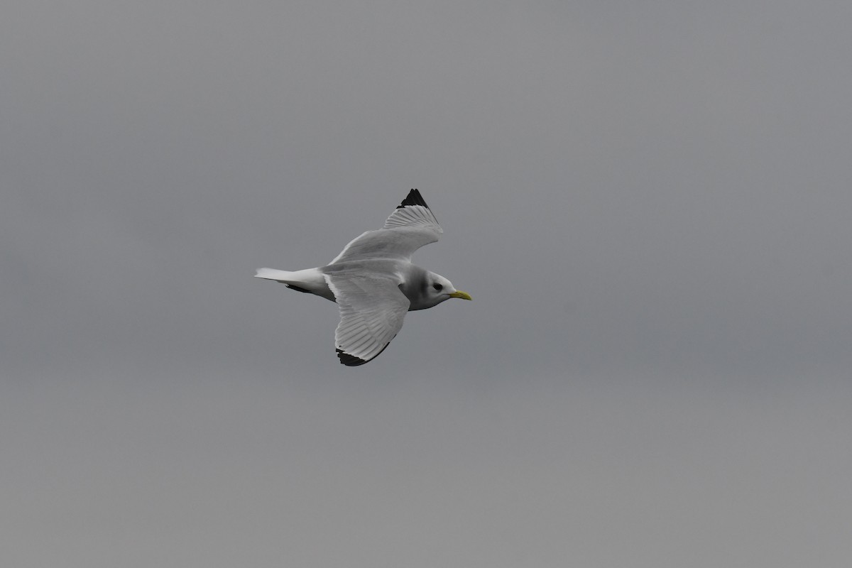 krykkje - ML647649501