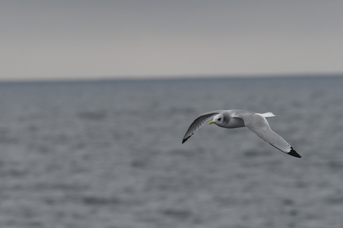 krykkje - ML647649502