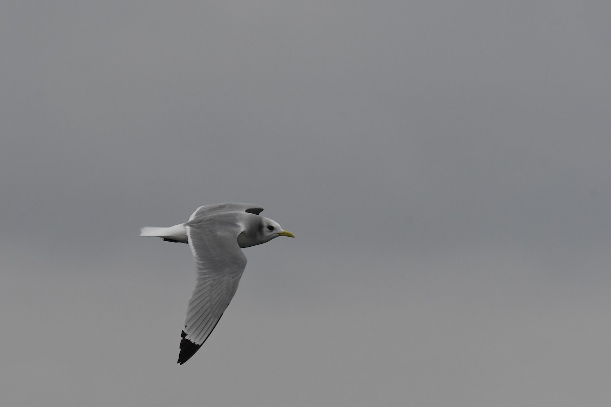 krykkje - ML647649504