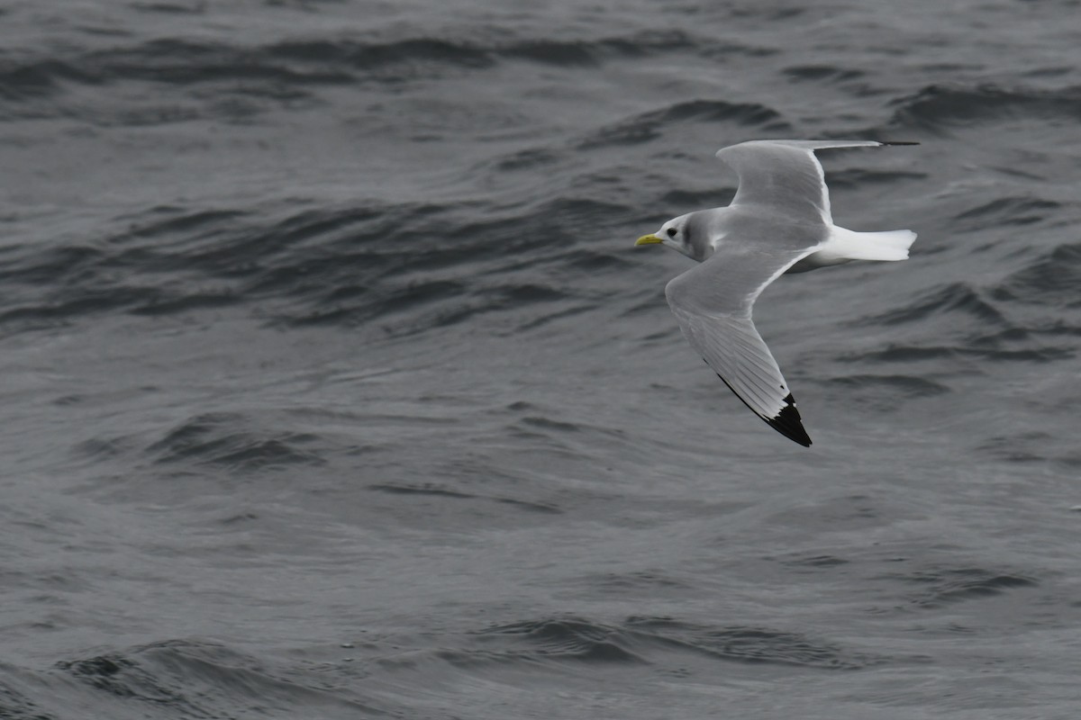 krykkje - ML647649505