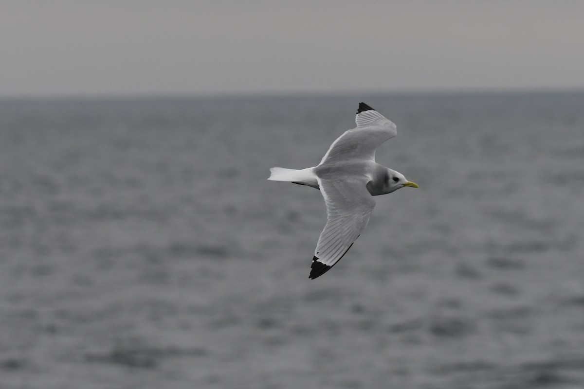 krykkje - ML647649506