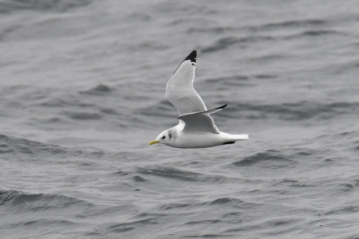 krykkje - ML647649507