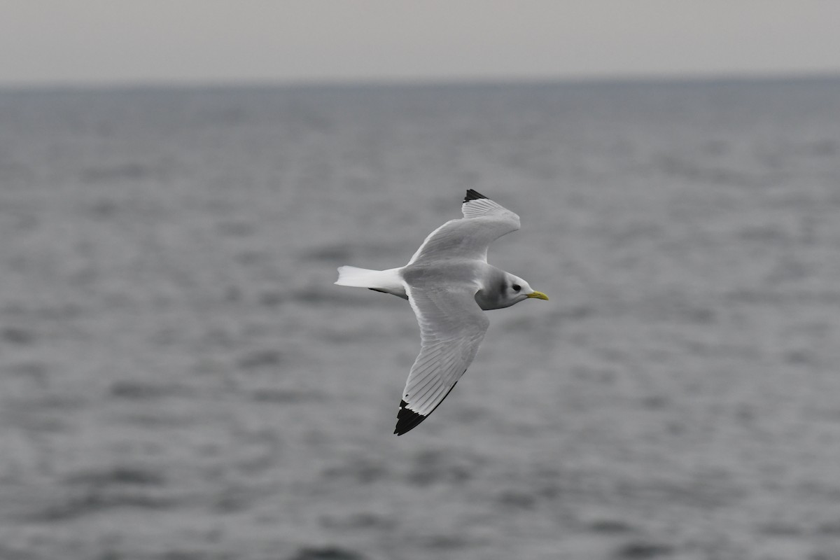 krykkje - ML647649508