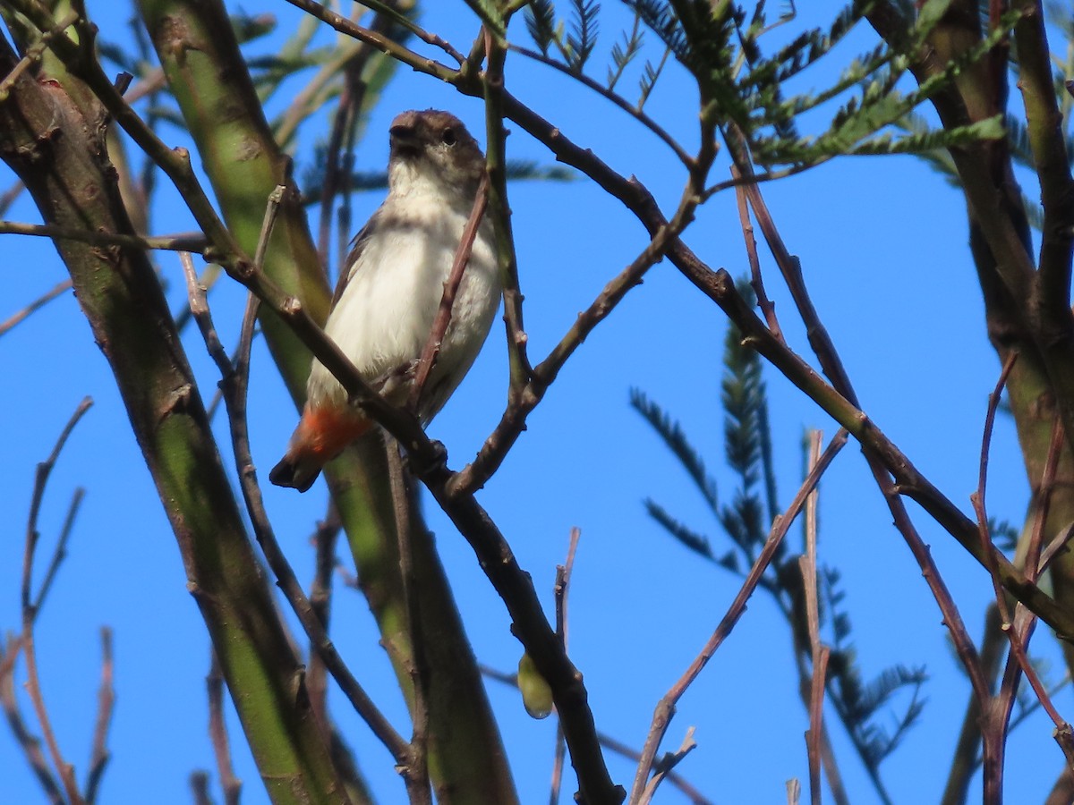 Mistletoebird - ML647649535