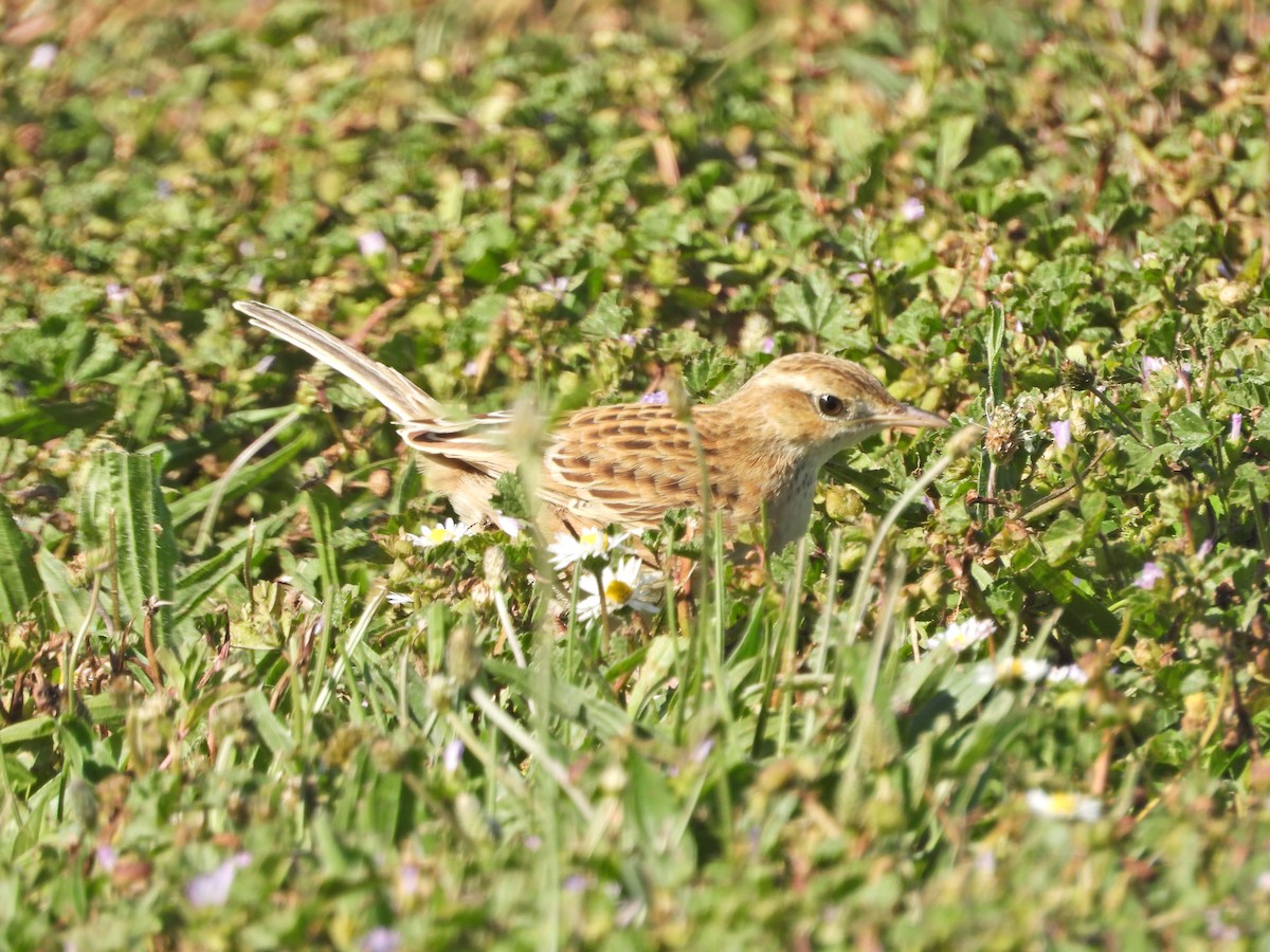 Australian Pipit - ML647649539