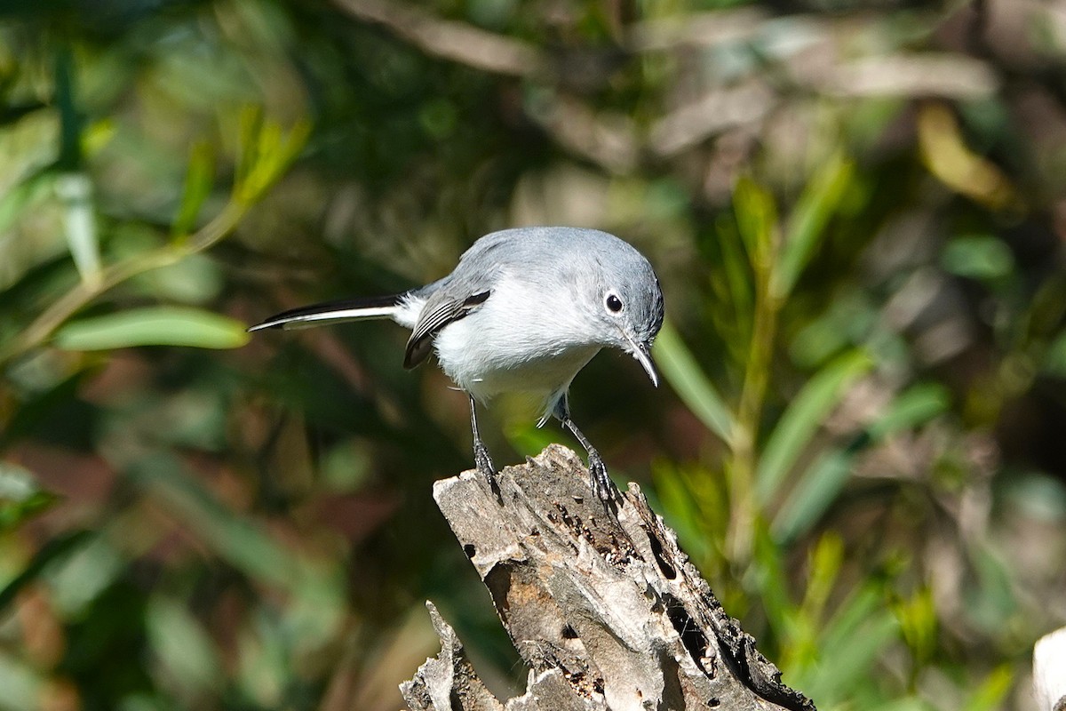 Blue-gray Gnatcatcher - ML647649548