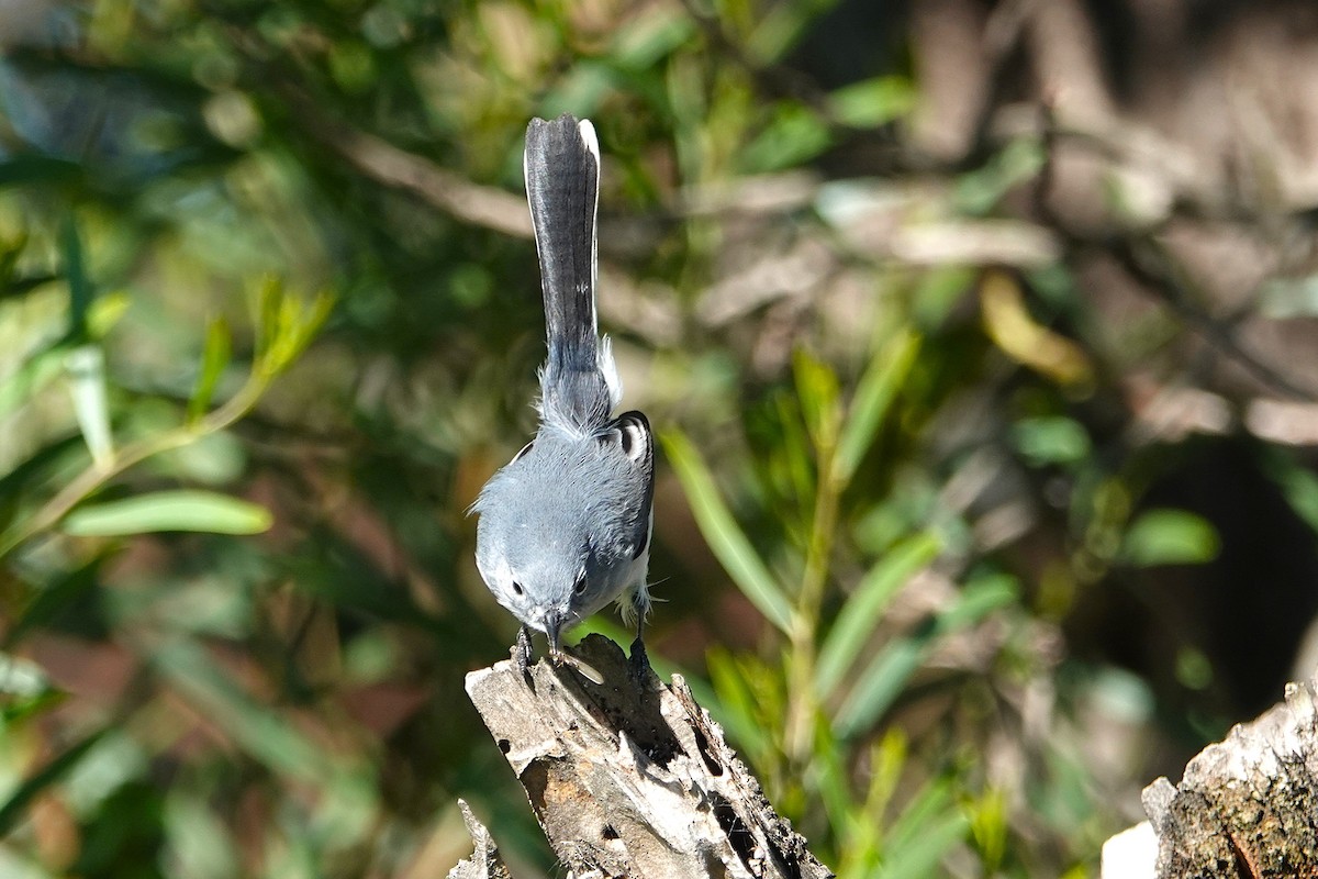 Blue-gray Gnatcatcher - ML647649550