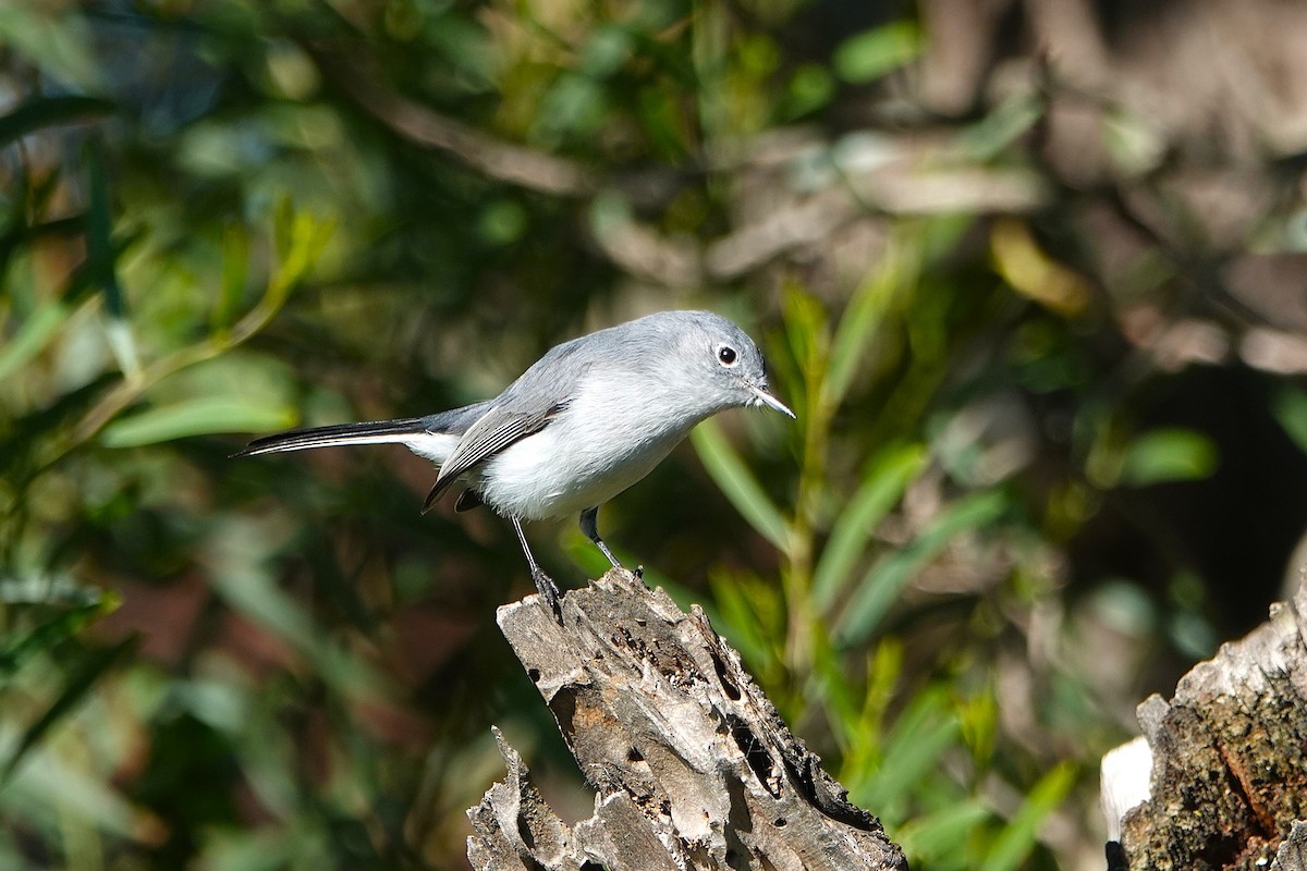 Blue-gray Gnatcatcher - ML647649551