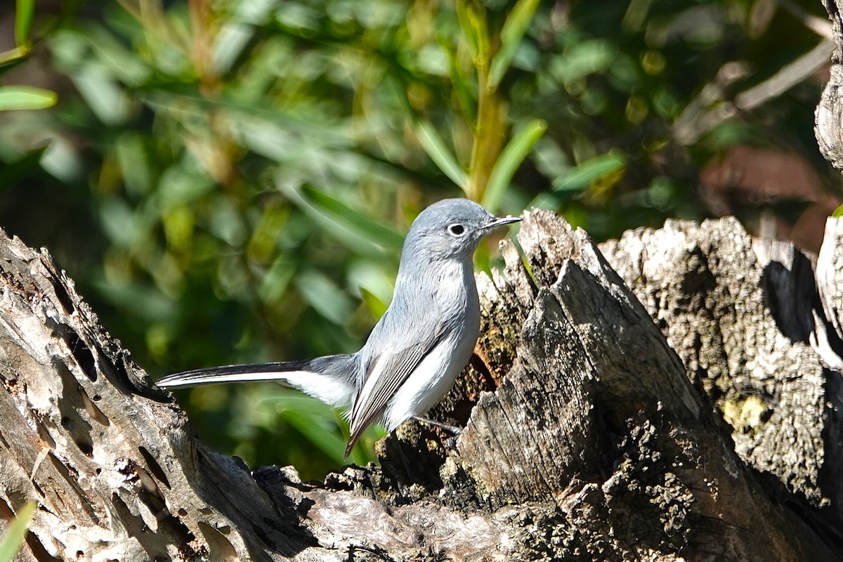 Blue-gray Gnatcatcher - ML647649553