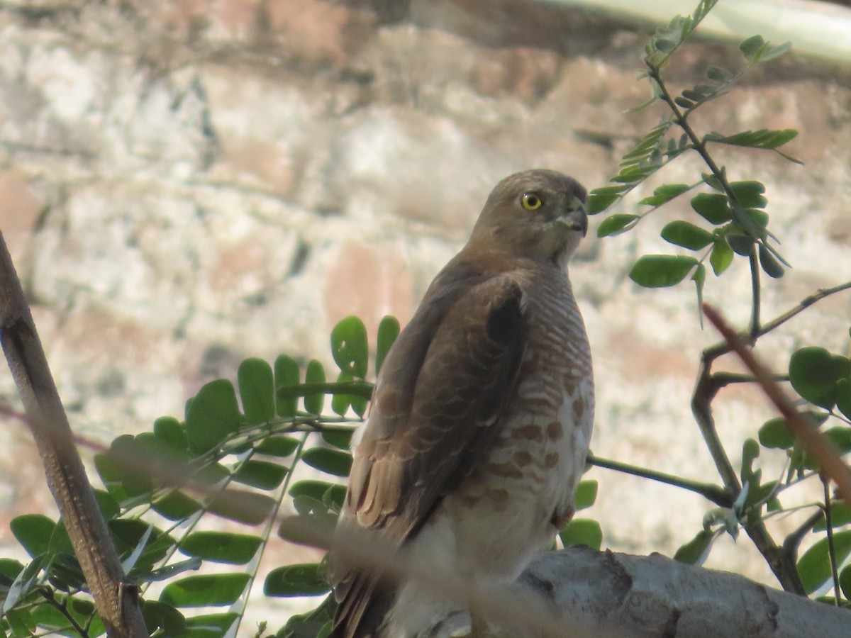 タカサゴダカ - ML647649554