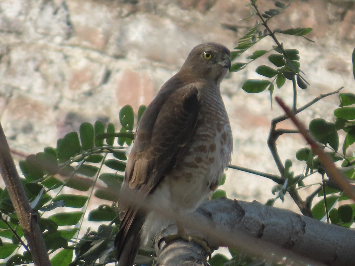 タカサゴダカ - ML647649555