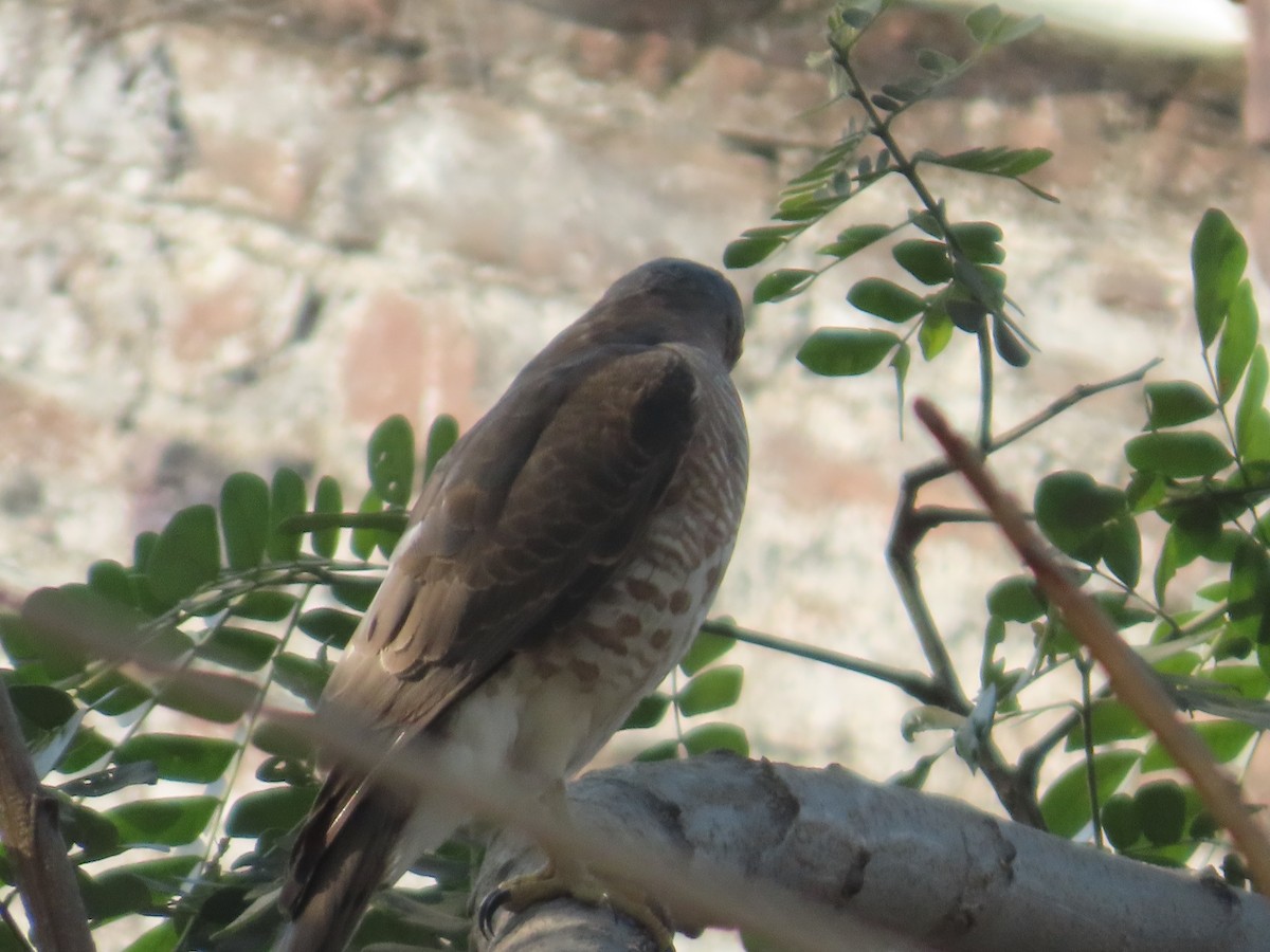 タカサゴダカ - ML647649556