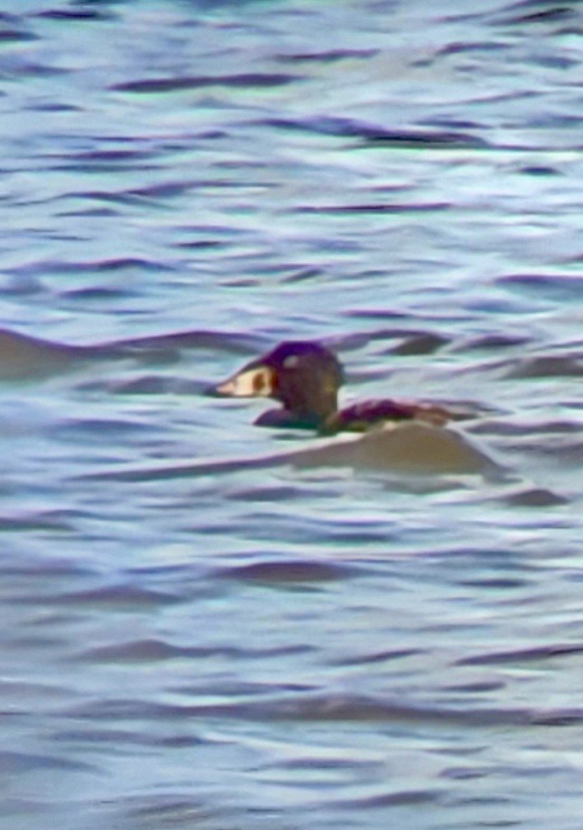 アラナミキンクロ - ML647649559