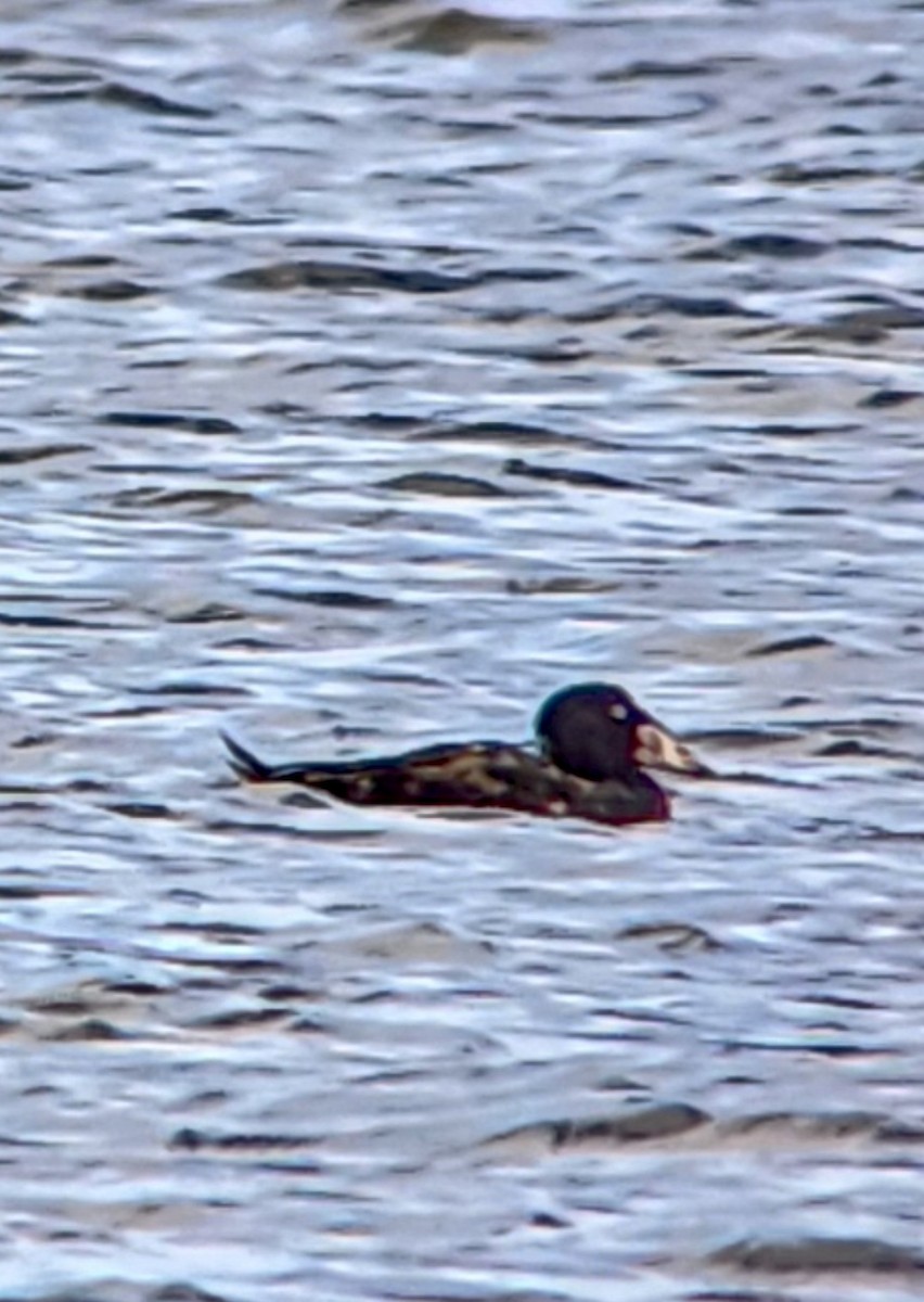 アラナミキンクロ - ML647649560