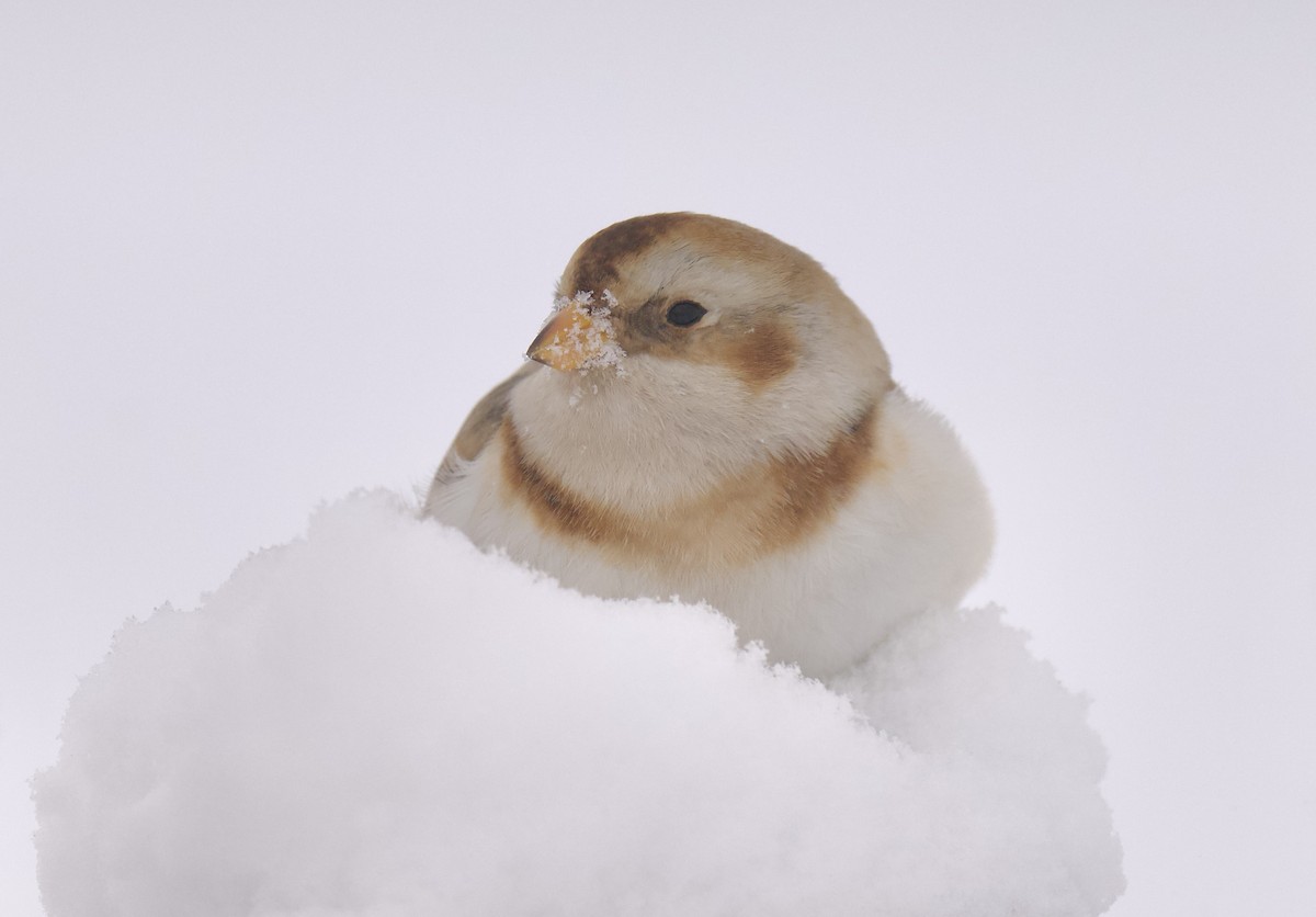 ユキホオジロ - ML647649563