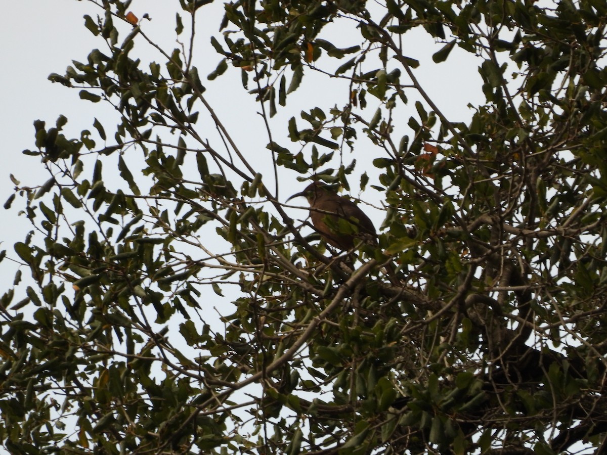 オオムジツグミモドキ - ML647649564