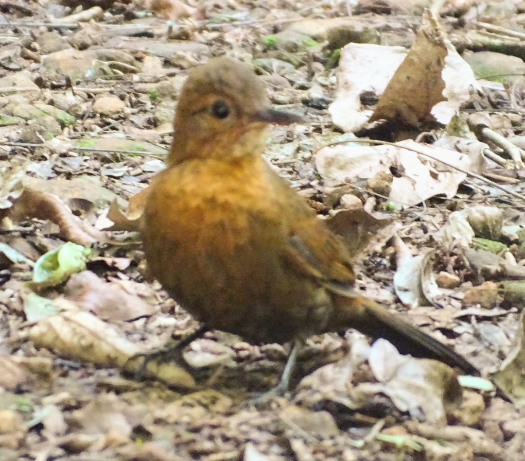 ムネアカヤブクグリ - ML647649566