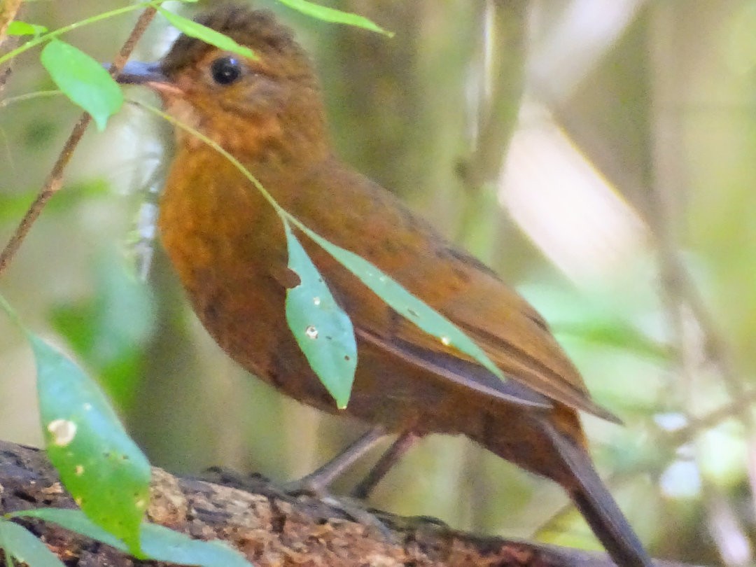 ムネアカヤブクグリ - ML647649567