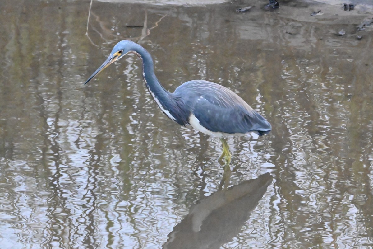 サンショクサギ - ML647649568