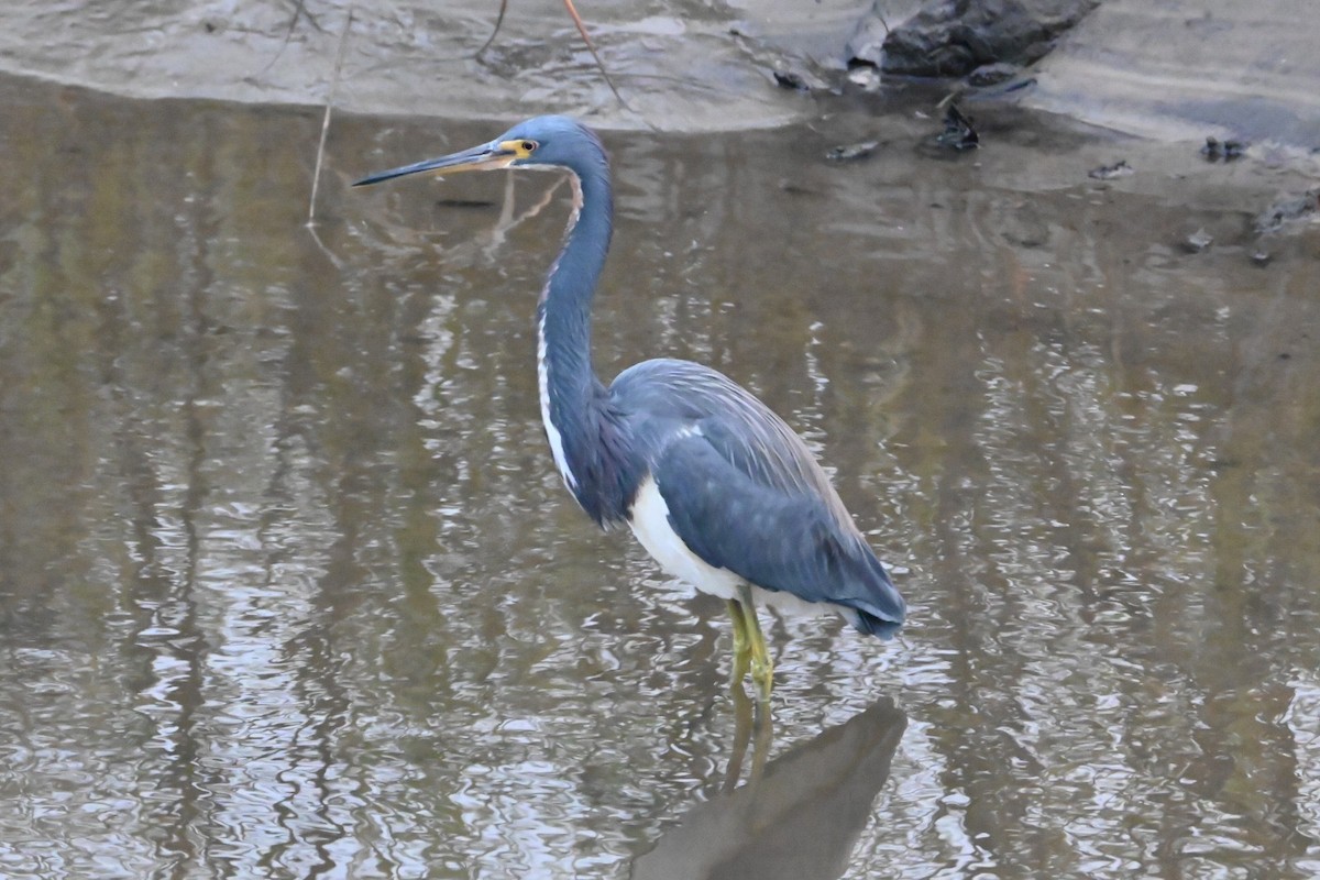 サンショクサギ - ML647649569