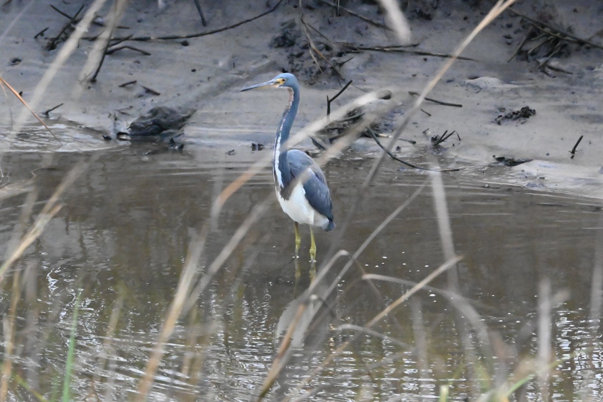 サンショクサギ - ML647649570