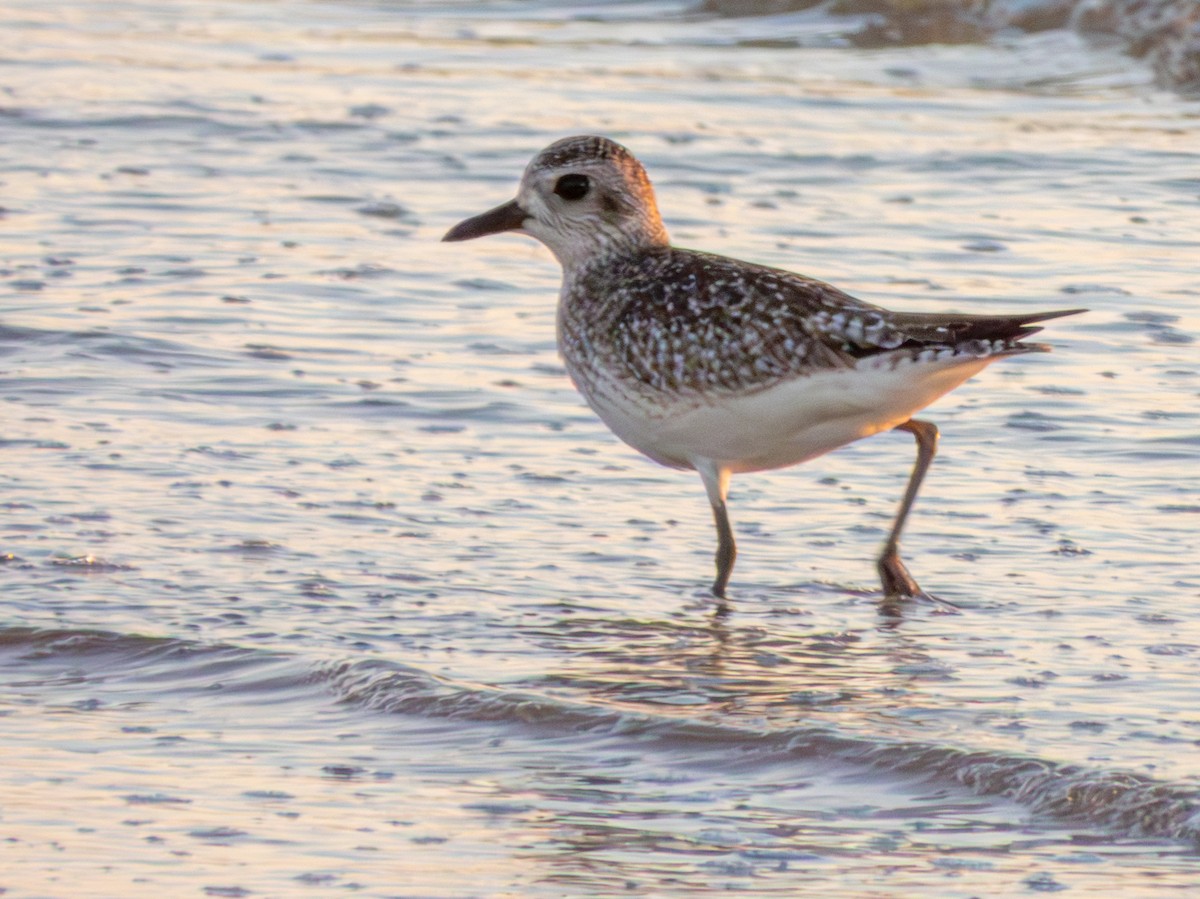 ダイゼン - ML647649571