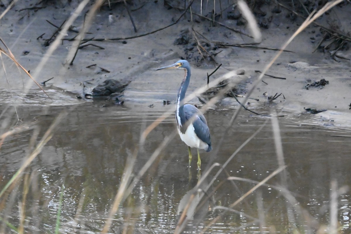 サンショクサギ - ML647649572