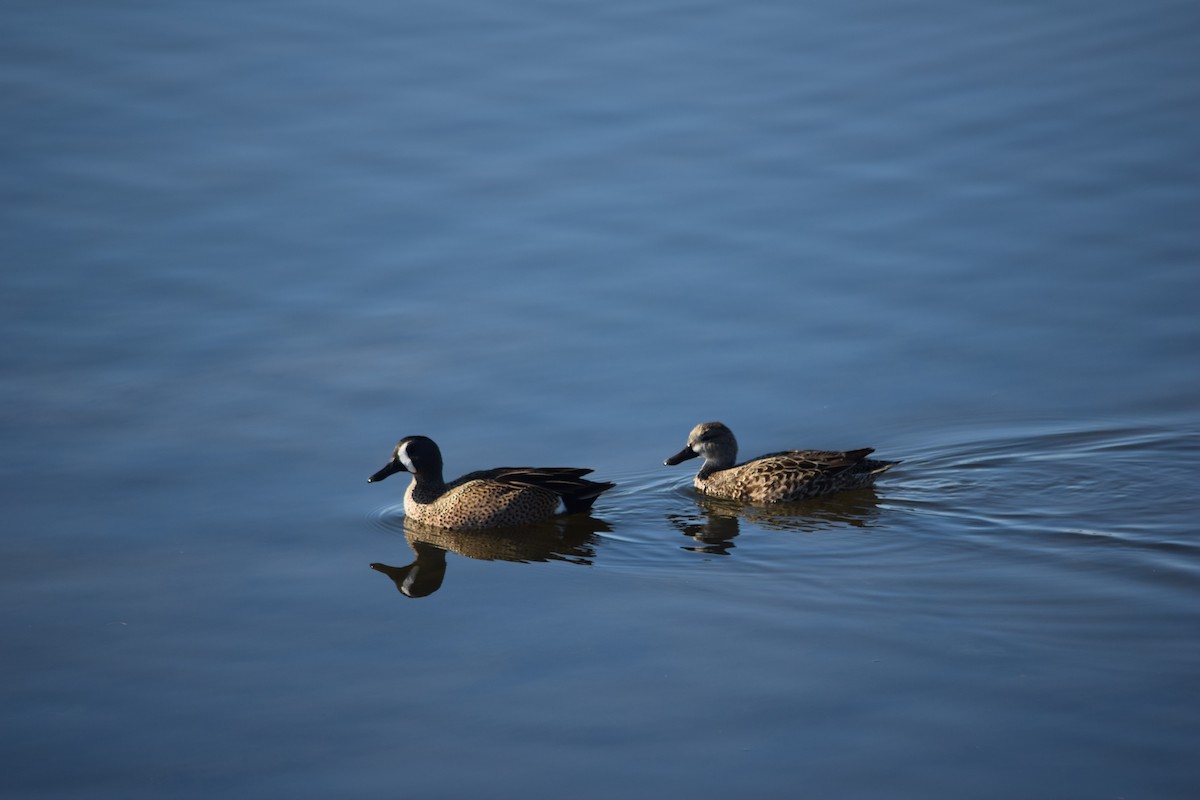 ミカヅキシマアジ - ML647649573