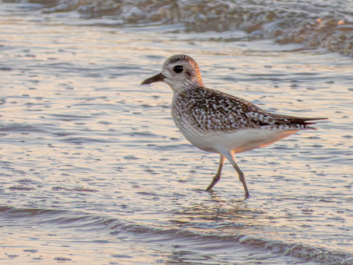 ダイゼン - ML647649574